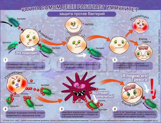 Какой вид иммунитета передается по наследству