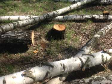 Как написать заявление о вырубке деревьев во дворе