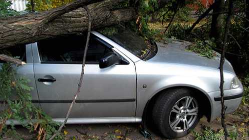 На машину упало дерево как написать заявление